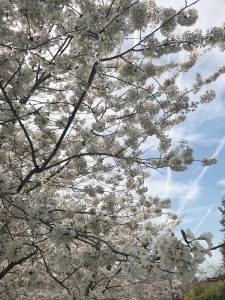 Spring Trip to DC