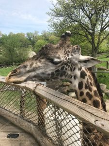 What to do at Cleveland Zoo