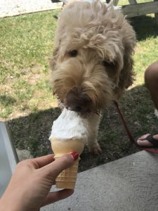 Family Labradoodle