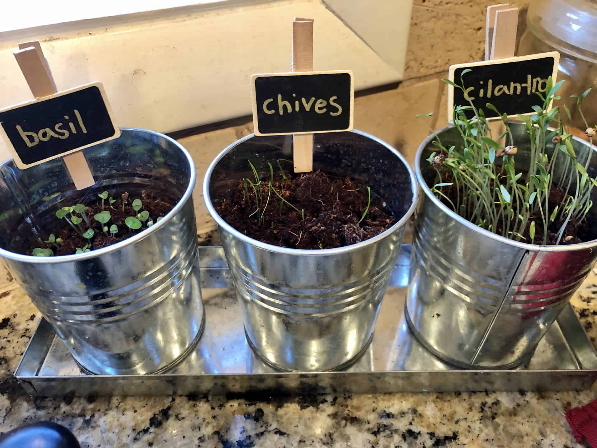 indoor herb garden kit 