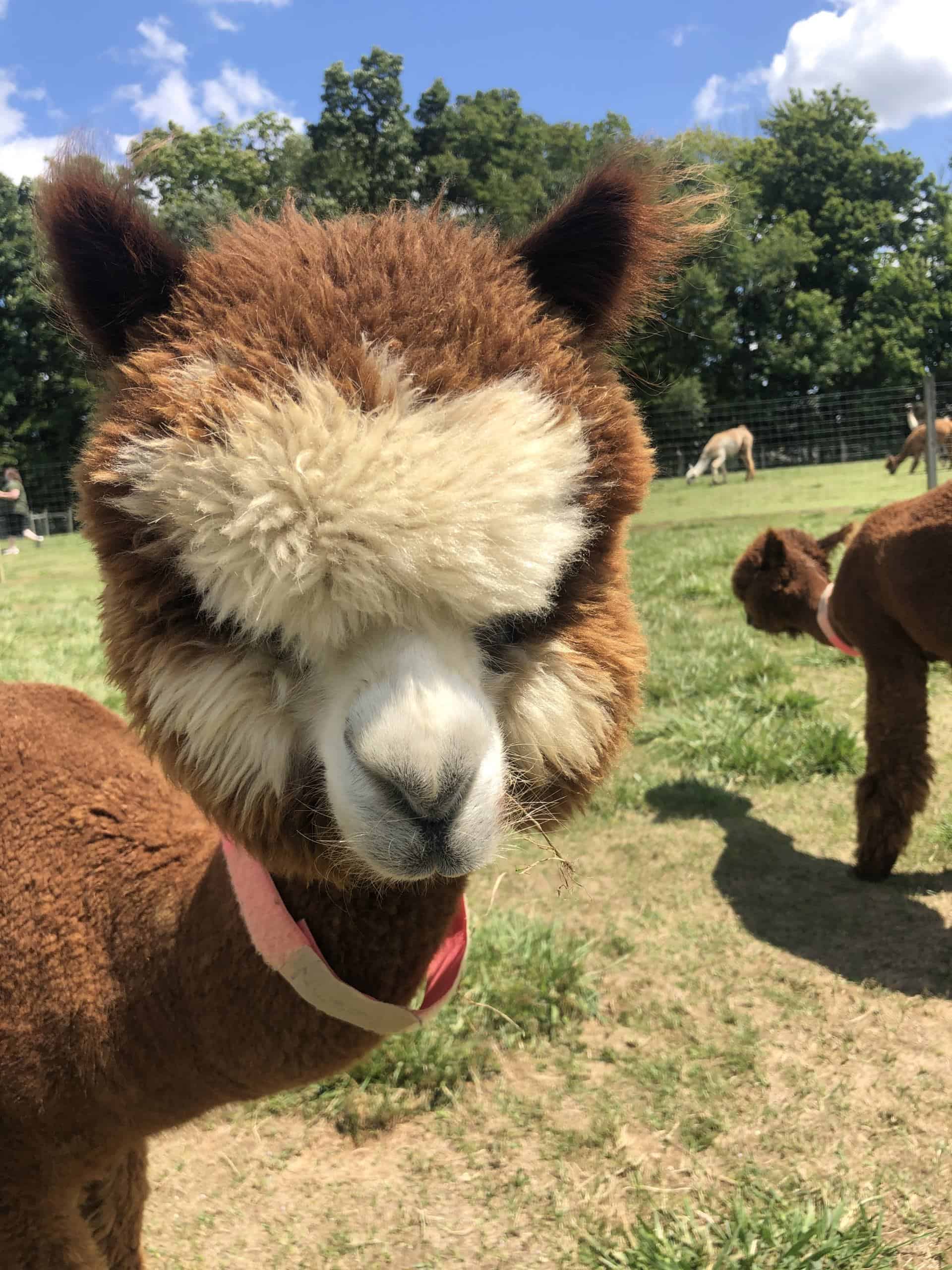 Alpaca at Majestic Meadows Ohio